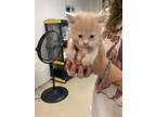 Adopt Kitten 1 a Domestic Short Hair