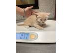 Adopt Kitten 7 a Domestic Short Hair
