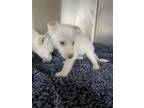 Adopt 56516389 a Husky, Mixed Breed