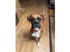 Adopt Hoppity a Boxer