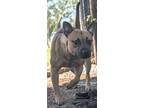 Adopt Izzy a Black Mouth Cur, Mixed Breed