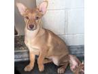 Adopt Lady bug a Mixed Breed