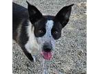 Adopt Abbie a Australian Cattle Dog / Blue Heeler