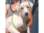 Adopt Lexi a Labrador Retriever
