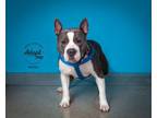 Adopt Minnie a Pit Bull Terrier