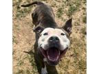 Adopt Matcha a Pit Bull Terrier