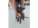 Adopt Baxter a Labrador Retriever, German Shepherd Dog