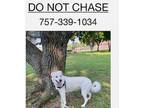 Adopt Ellie a Akbash