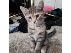 Adopt Beep a American Shorthair
