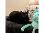 Adopt Minerva a Domestic Short Hair