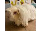 Adopt Cappachino a Guinea Pig