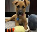 Adopt Sabrina a Shepherd, Yellow Labrador Retriever
