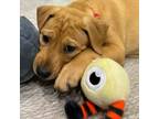 Adopt Serenity a Shepherd, Yellow Labrador Retriever