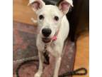 Adopt Shelby a Boxer, Feist