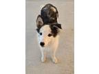 Adopt Morgan a Australian Cattle Dog / Blue Heeler, Border Collie