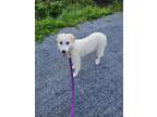 Adopt Butter Bean a Great Pyrenees, Golden Retriever