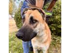 Adopt Rieslin a Shepherd, Mixed Breed