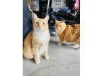Adopt Clementine a Domestic Long Hair