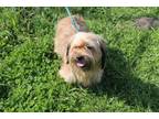 Adopt Mavis a Terrier, Poodle