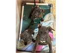 Adopt Anna a Mixed Breed