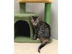 Adopt Pippy a Domestic Medium Hair, Domestic Short Hair