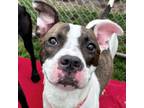 Adopt Maple a Pit Bull Terrier