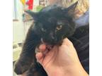 Adopt Panther a Domestic Short Hair