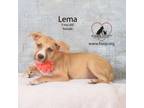 Adopt Lema a Pit Bull Terrier, Husky