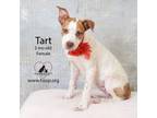 Adopt Tart a Pit Bull Terrier, Husky