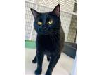 Adopt Willow a Domestic Short Hair