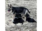 Adopt Stormi (Mom) a Shepherd