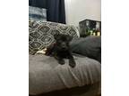 Adopt Rainee a Shar-Pei, Labrador Retriever
