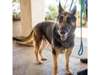 Adopt Soli (C000-449)- City of Industry a German Shepherd Dog