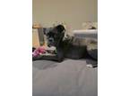 Adopt Roxy Girl a Boxer