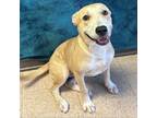 Adopt Sugar Cain a Labrador Retriever