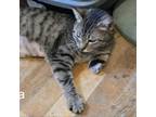 Adopt Sova a Domestic Short Hair