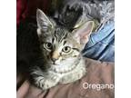 Adopt Sova Kittens: Oregano a Domestic Short Hair