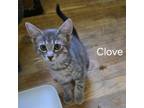 Adopt Sova Kittens: Clove a Domestic Short Hair