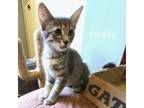 Adopt Sova Kittens: Parsley a Domestic Short Hair