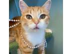 Adopt Honey a Domestic Short Hair