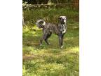 Adopt Phyllis a Great Pyrenees, Anatolian Shepherd