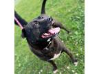 Adopt Weezer (19D-0298) a Labrador Retriever