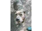 Adopt Storm a Pit Bull Terrier