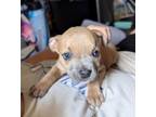 Adopt Maggie a American Staffordshire Terrier, Boxer