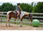 Handsome Paint Gelding *Reduced*