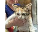 Adopt Pineapple a Domestic Short Hair
