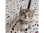 Adopt Patty a Domestic Short Hair