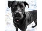 Adopt Sammi (Courtesy Posting) a Black Labrador Retriever, Mixed Breed