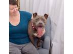Adopt Isobel a American Staffordshire Terrier
