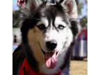 Adopt Blu a Siberian Husky